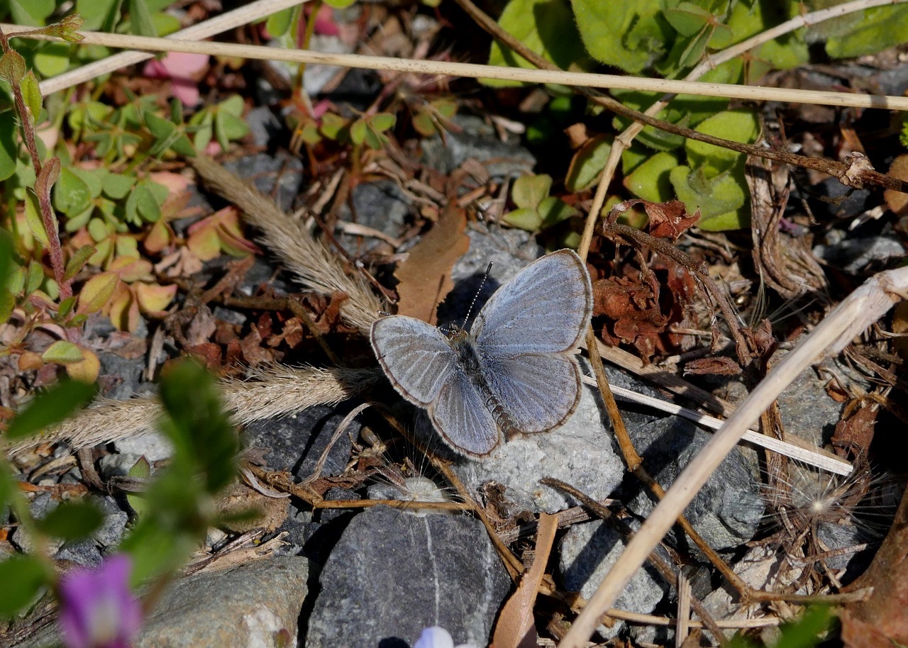 ホソオチョウの公園_d0361041_14525573.jpg