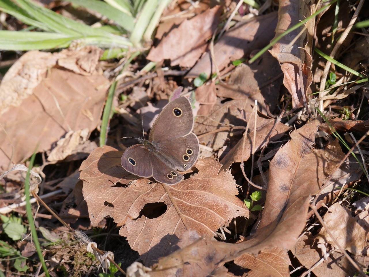 ホソオチョウの公園_d0361041_14525616.jpg