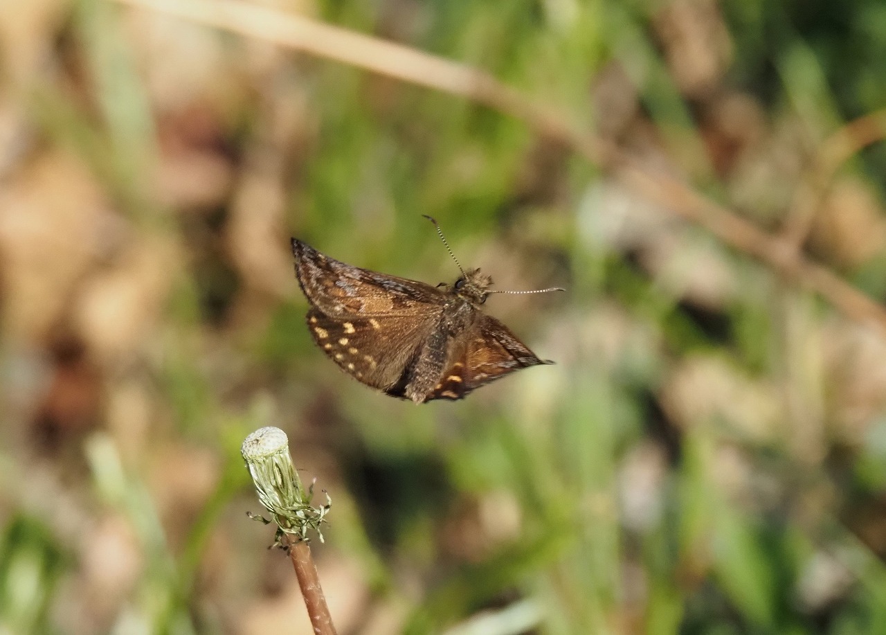 ホソオチョウの公園_d0361041_14531554.jpg