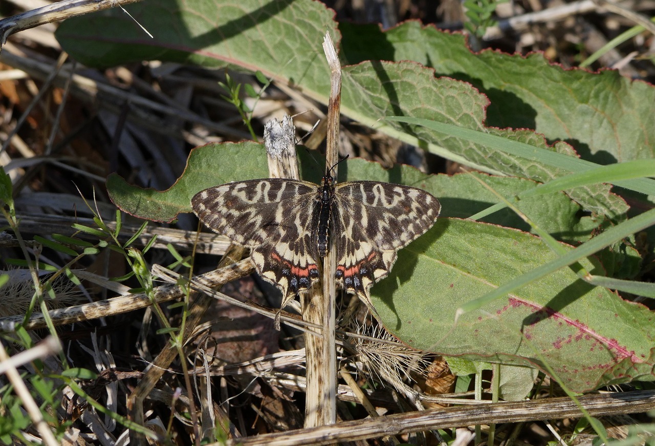 ホソオチョウの公園_d0361041_14533465.jpg