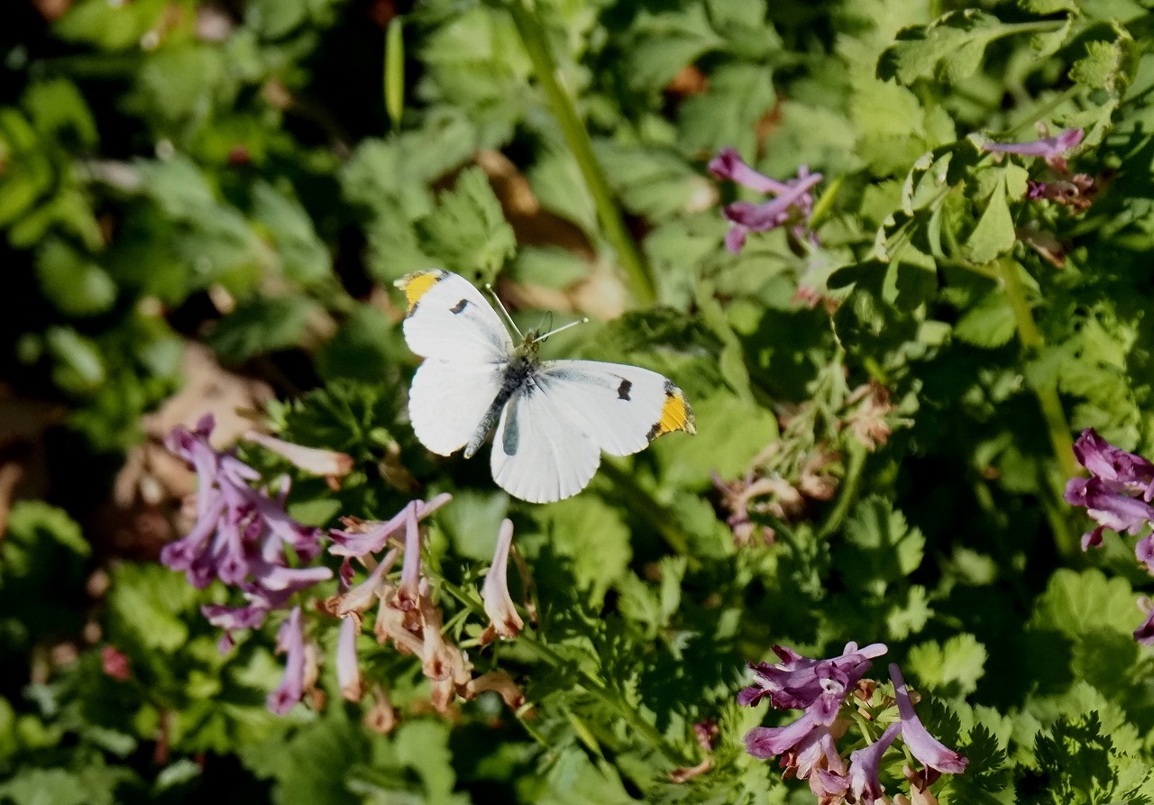 ホソオチョウの公園_d0361041_14533494.jpg