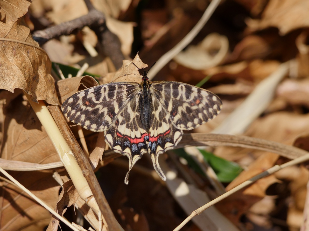 ホソオチョウの公園_d0361041_14540229.jpg