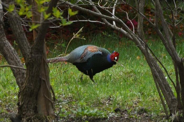 キジ:国鳥_c0233349_14260207.jpg