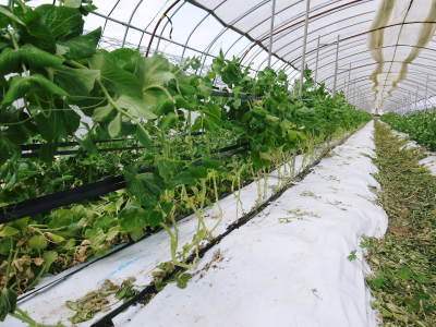大人気のスナップエンドウ「シャキ甘“菊光”」は、次の栽培地への移行中のためしばらく出荷調整中です!_a0254656_17102952.jpg