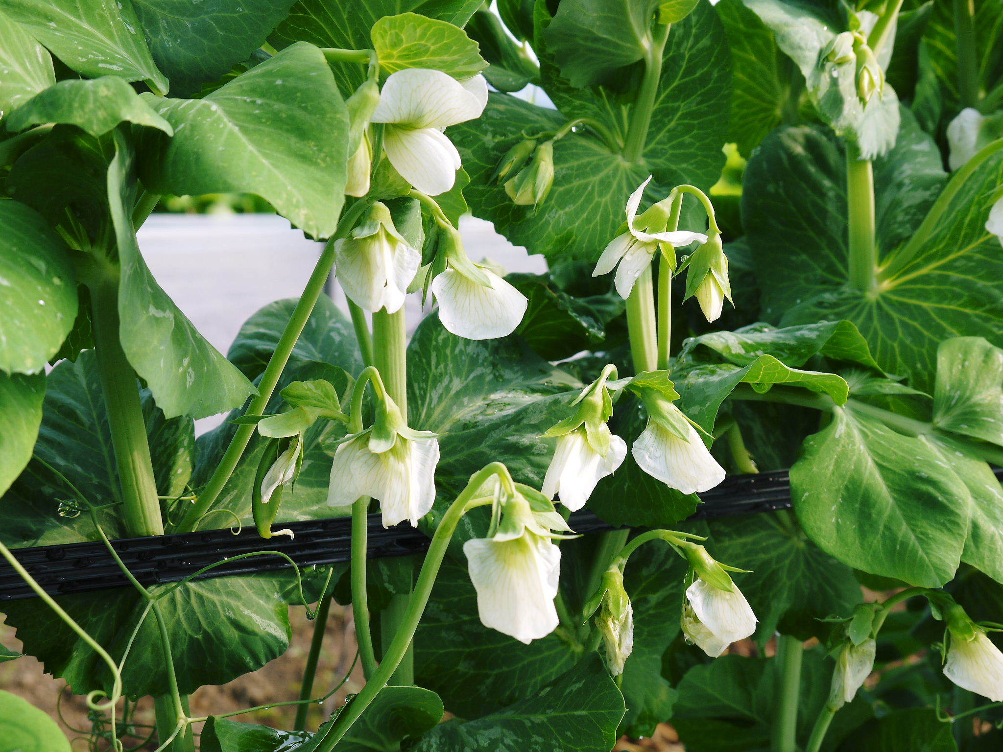 大人気のスナップエンドウ「シャキ甘“菊光”」は、次の栽培地への移行中のためしばらく出荷調整中です!_a0254656_17403018.jpg