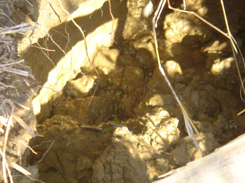 ケロケロ湿地に大きな陥没穴発生・・・うみべの森_c0108460_12335728.jpg