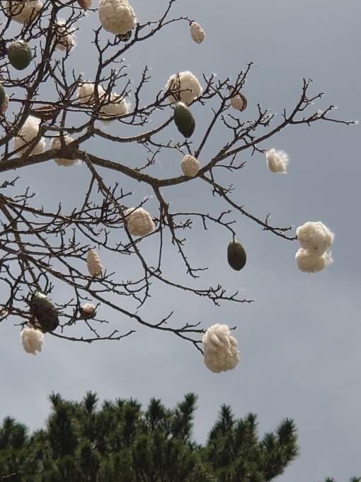 トックリ キワタ 白い綿と開く前の実 写真と短い文章 ５