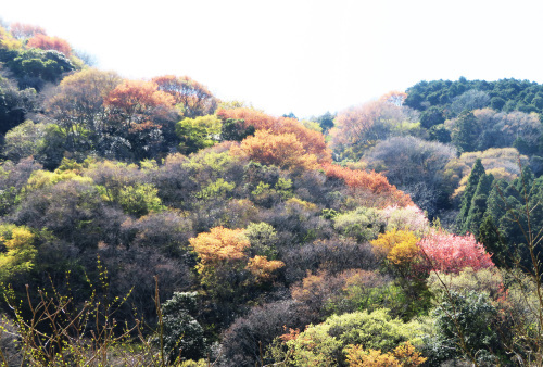 『木工 川上嘉彦展 よりそう鳥たち』_b0153663_18191931.jpeg