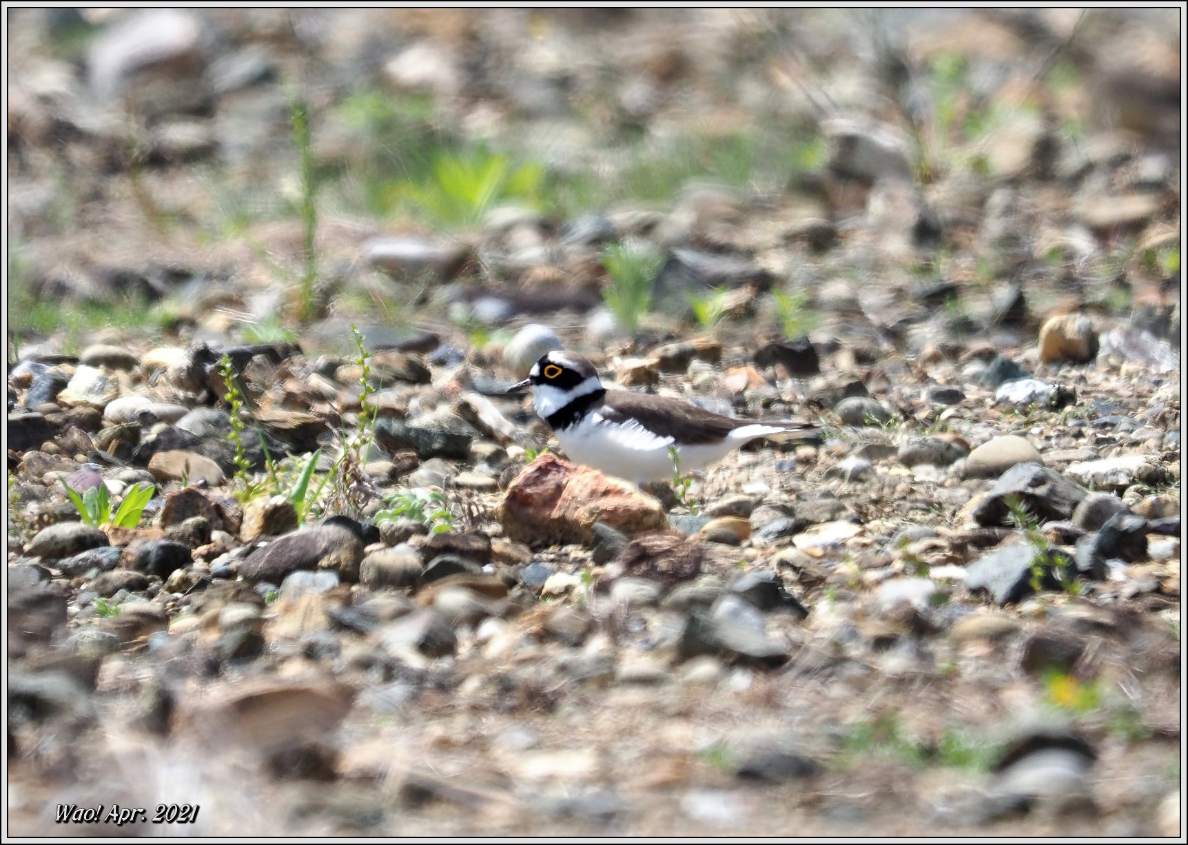 コチドリの繁殖行動か？_c0198669_21495108.jpg