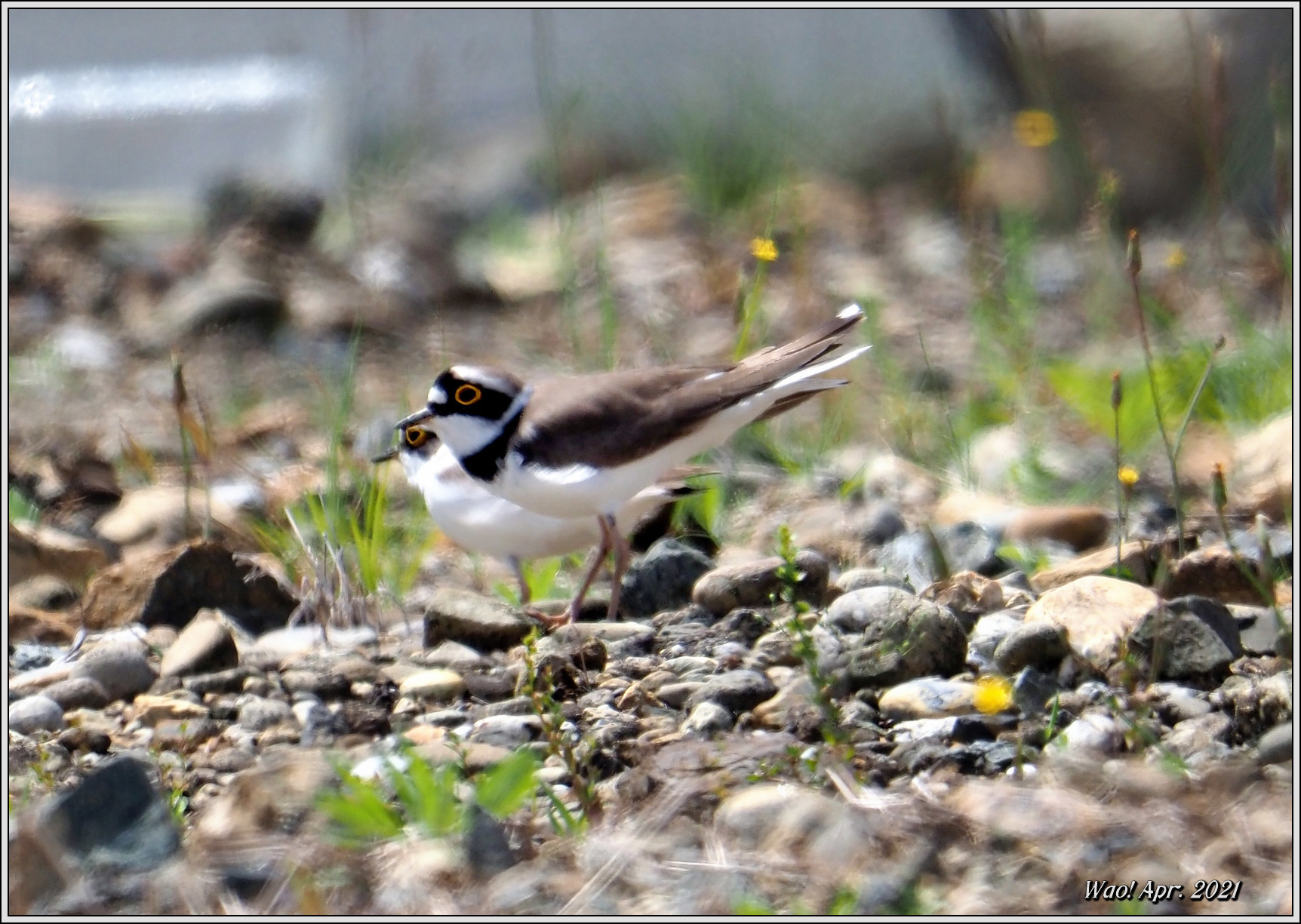 コチドリの繁殖行動か？_c0198669_21502428.jpg