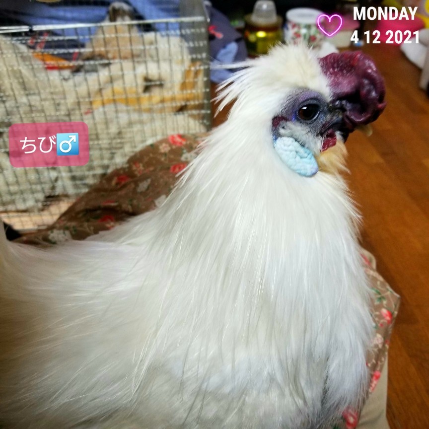 烏骨鶏かわいいブログ 烏骨鶏かわいいブログ