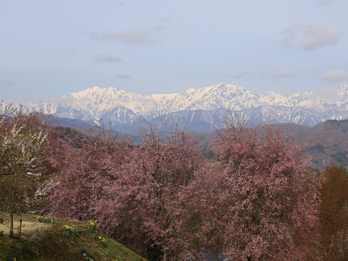 信州の桜と山 3 小川村 続き 21 4 12撮影 Toshiさんのお気楽ブログ 信州の桜と山 3 小川村 続き 21 4 12撮影 Toshiさんのお気楽ブログ