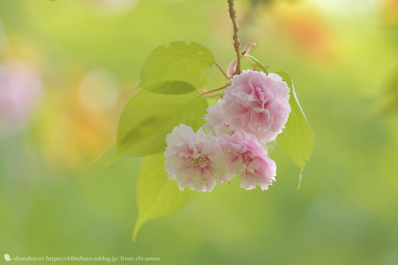 まだ可愛い お花びより