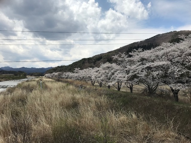 桜_c0155576_14352544.jpg