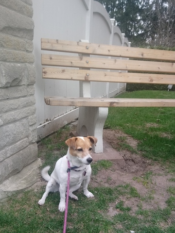 お注射してきました トロントで犬と暮らす お注射してきました トロントで犬と暮らす