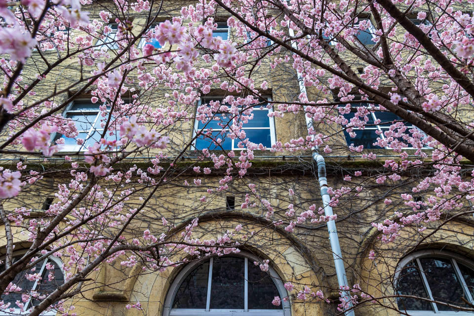 桜　2021　旧成徳中学校！　　_b0128581_20274039.jpg