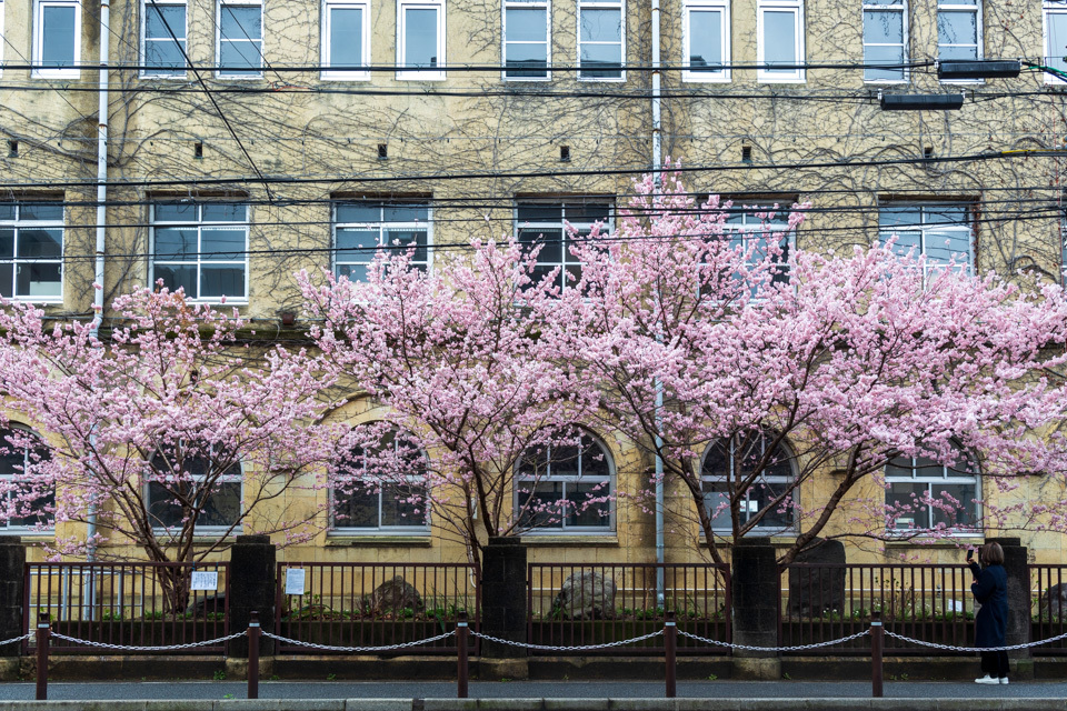 桜　2021　旧成徳中学校！　　_b0128581_20274897.jpg