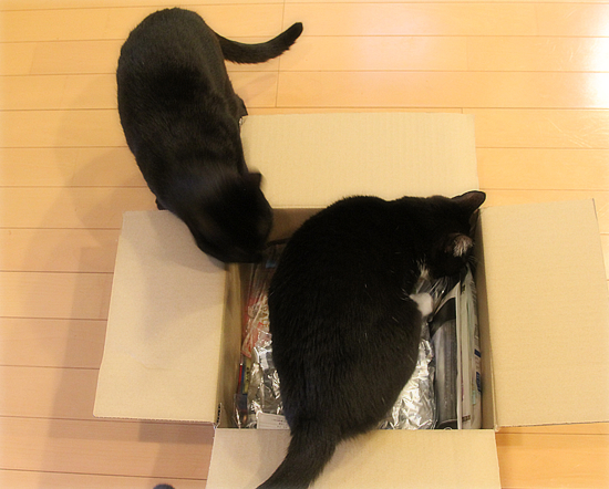 ヒナへのお見舞い_a0389088_09251691.jpg
