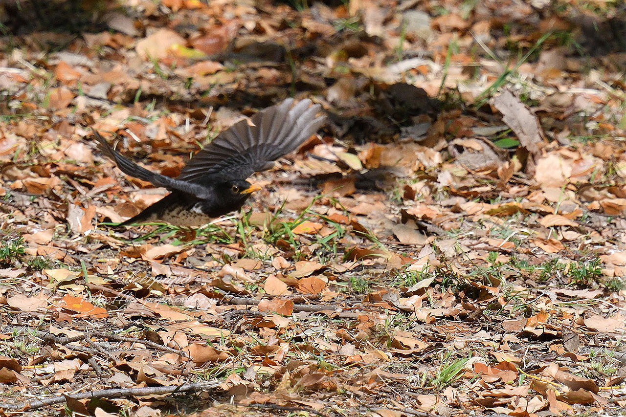 クロツグミ雄幼鳥_a0076493_06475124.jpg