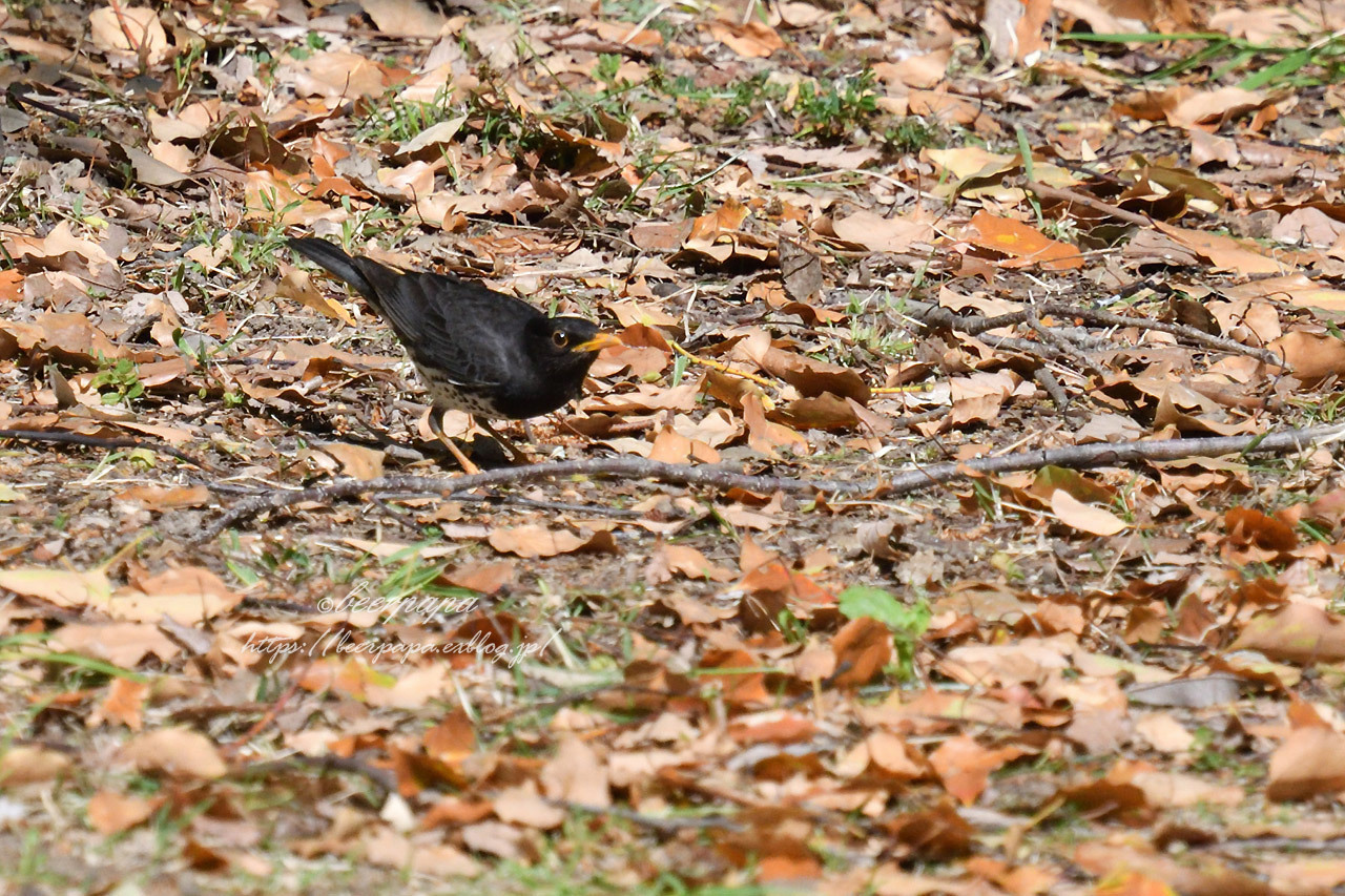 クロツグミ雄幼鳥_a0076493_06481539.jpg