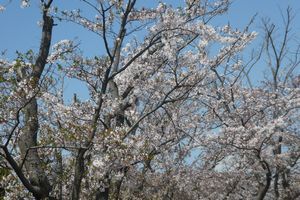 2021年4月18日 乙戸公園の桜_d0249595_12062689.jpg