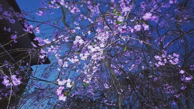 はいくらぶ 桜 花 Always Over The Moon