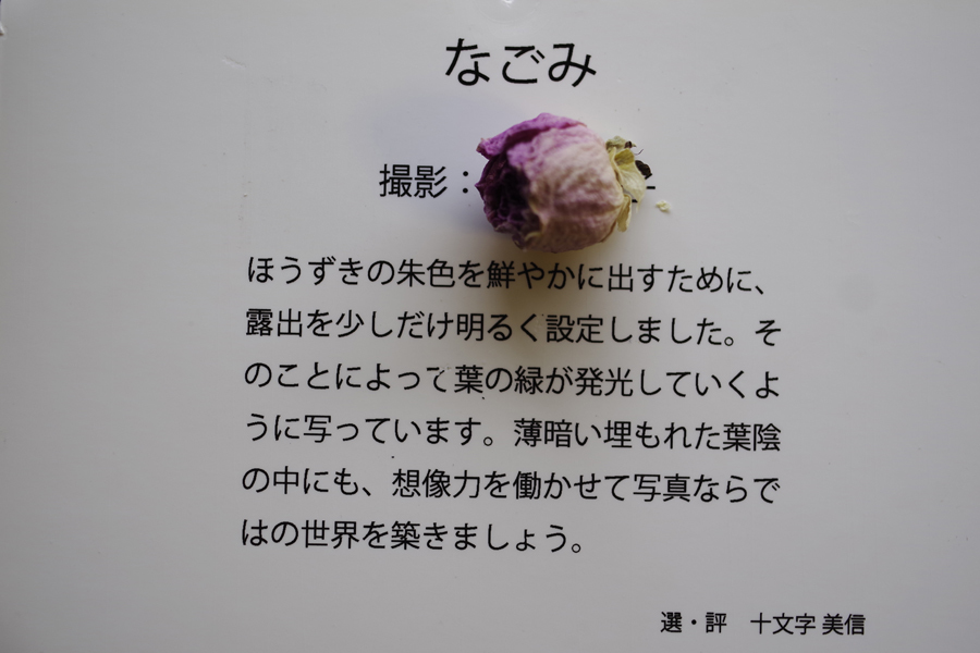 思い出のフォトギャラリー写真展 私の選出された作品 記録 2_b0151409_09065677.jpg