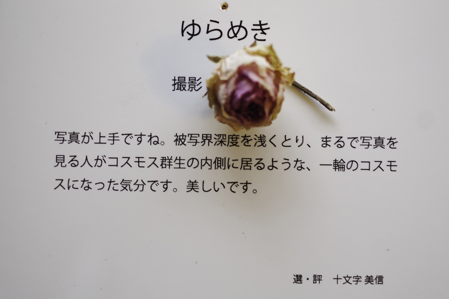 思い出のフォトギャラリー写真展 私の選出された作品 記録 3_b0151409_09071174.jpg