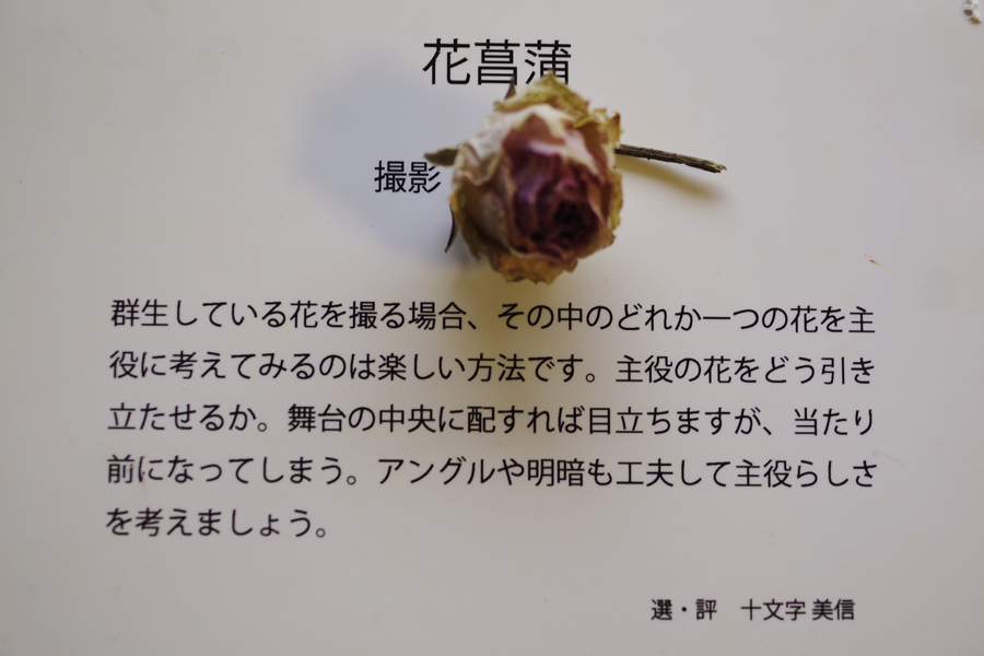 思い出のフォトギャラリー写真展 私の選出された作品 記録 3_b0151409_09071546.jpg