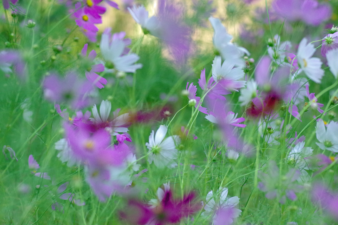 思い出のフォトギャラリー写真展 私の選出された作品 記録 3_b0151409_09084178.jpg