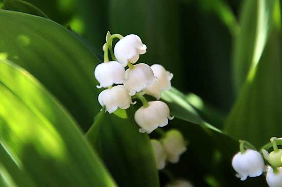 スズラン。コデマリにアゲハ。イチョウの雌花見っけ。_e0255509_20443630.jpg