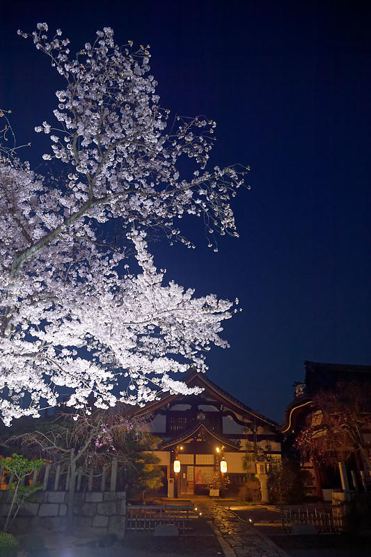 2021桜巡り 夜桜ライトアップ@妙顕寺・其の一_f0032011_21210546.jpg