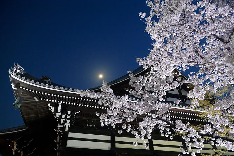 2021桜巡り 夜桜ライトアップ@妙顕寺・其の一_f0032011_21210559.jpg
