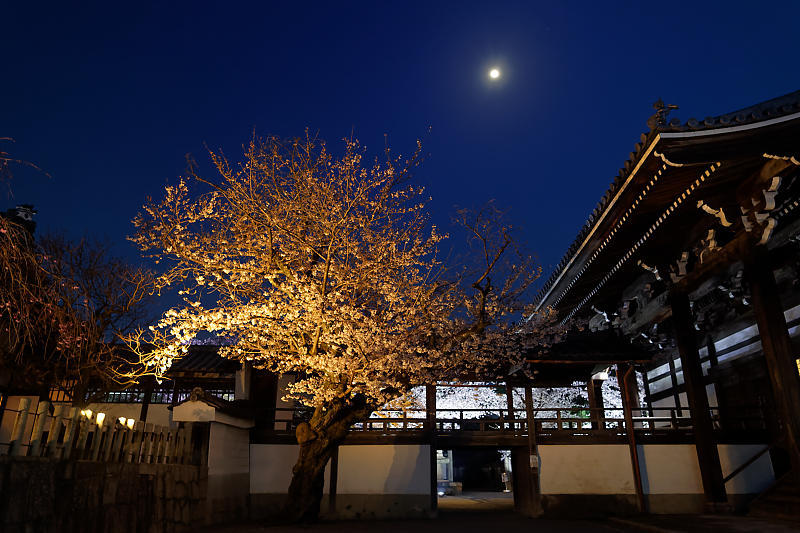 2021桜巡り 夜桜ライトアップ@妙顕寺・其の一_f0032011_21210563.jpg