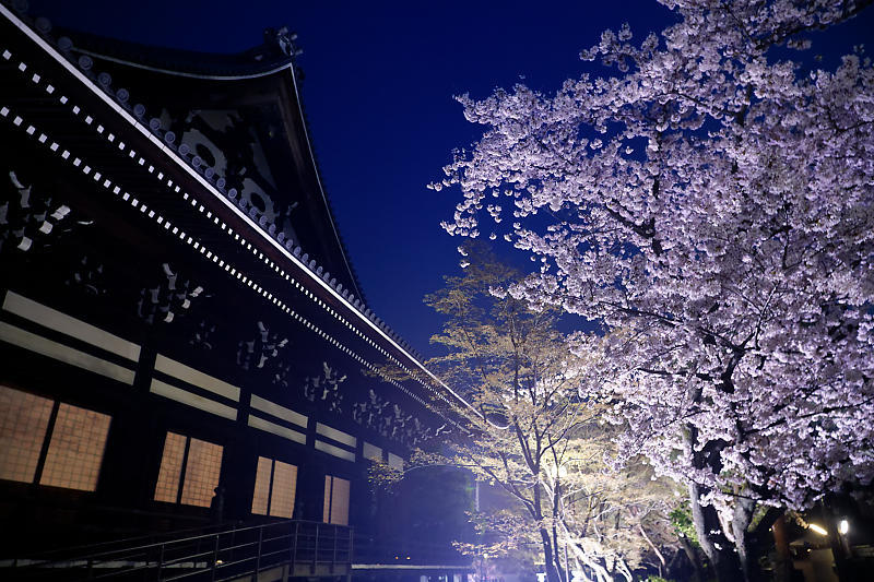 2021桜巡り 夜桜ライトアップ@妙顕寺・其の一_f0032011_21210596.jpg