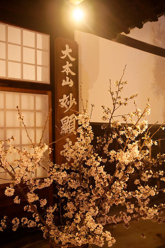 2021桜巡り 夜桜ライトアップ@妙顕寺・其の一_f0032011_21210619.jpg