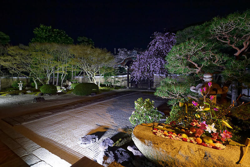 2021桜巡り 夜桜ライトアップ@妙顕寺・其の一_f0032011_21210636.jpg