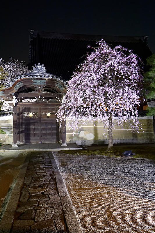 2021桜巡り 夜桜ライトアップ@妙顕寺・其の一_f0032011_21210651.jpg