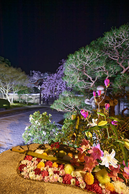 2021桜巡り 夜桜ライトアップ@妙顕寺・其の一_f0032011_21210798.jpg
