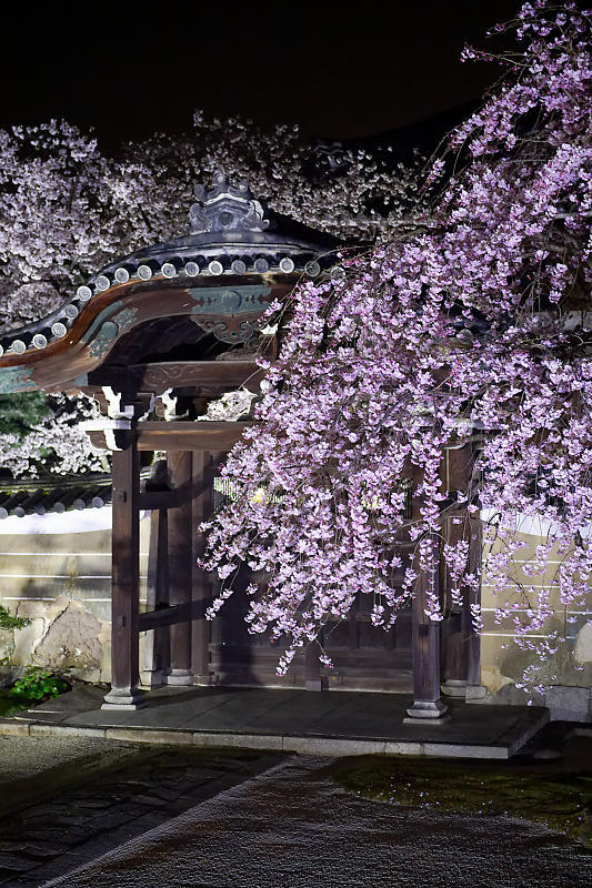 2021桜巡り 夜桜ライトアップ@妙顕寺・其の一_f0032011_21222802.jpg