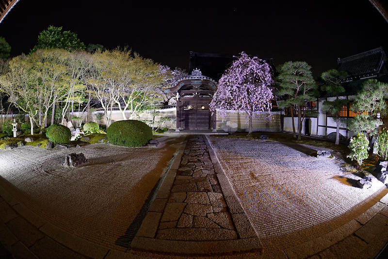 2021桜巡り 夜桜ライトアップ@妙顕寺・其の一_f0032011_21222943.jpg
