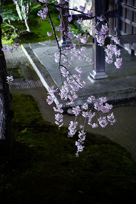 2021桜巡り 夜桜ライトアップ@妙顕寺・其の一_f0032011_21222994.jpg