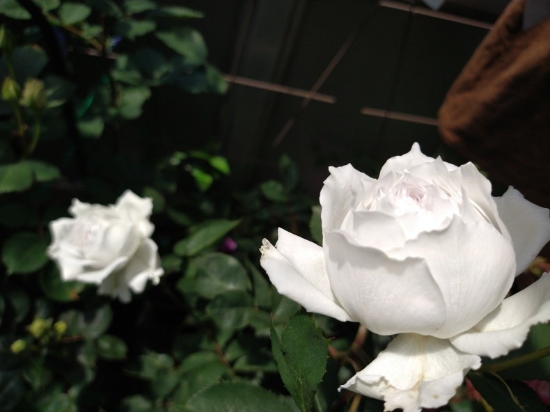 美しく香りも素晴らしい薔薇 ガブリエル ベランダ栽培