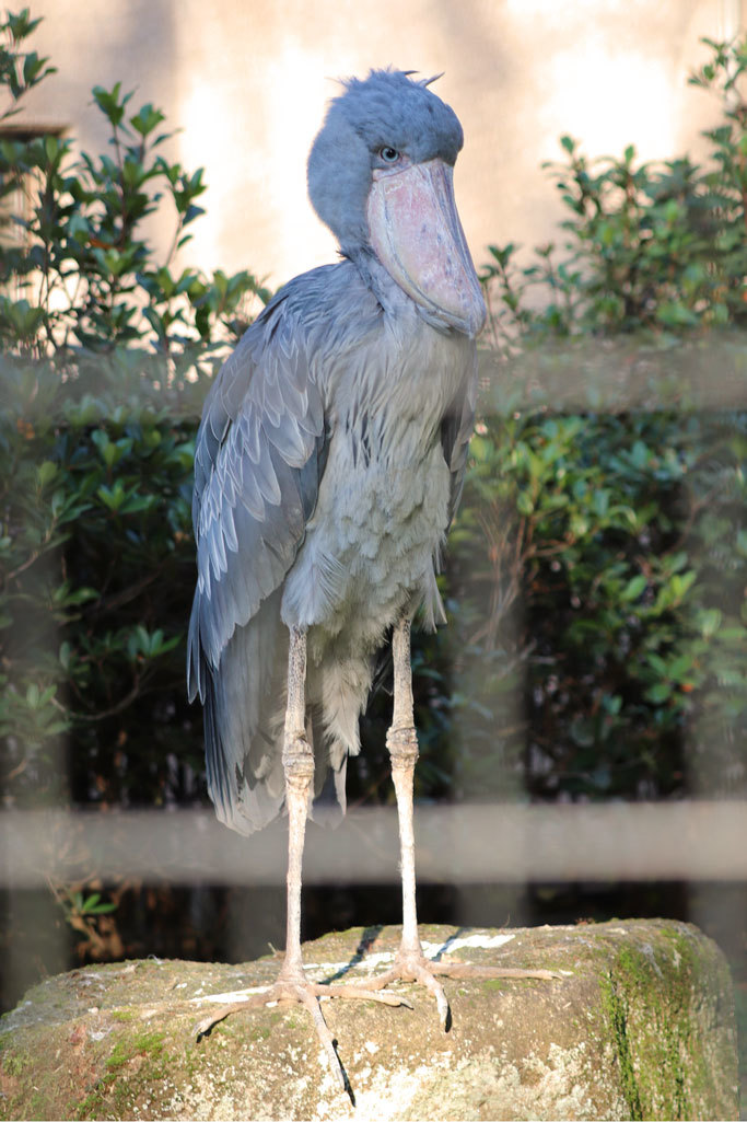 ハシビロコウ しずか じっと 千葉市動物公園 November 続々 動物園ありマス