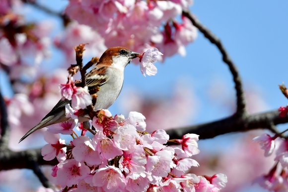 ニュウナイスズメ　～かしら赤き雀～_c0400426_11340381.jpg