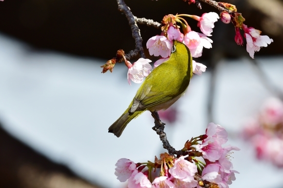 ニュウナイスズメ　～かしら赤き雀～_c0400426_11412189.jpg