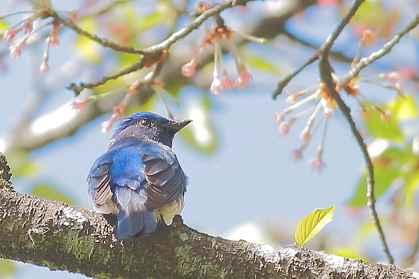 葉桜にオオルリ(オオルリ、今季初撮り)_e0413627_14291906.jpg