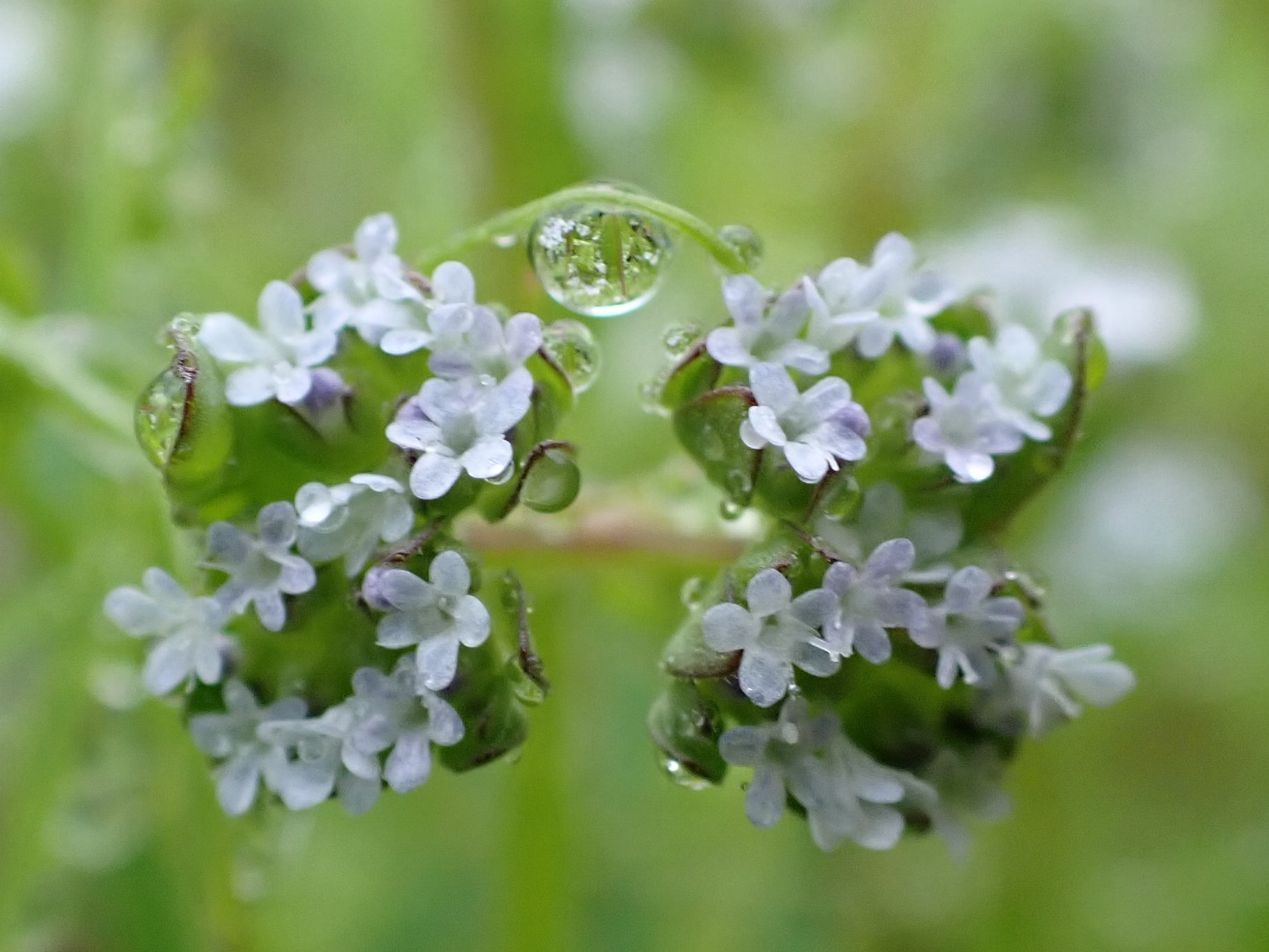 第125回日本眼科学会 その5 1259 シンポジウム3 小さな眼科クリニック 城北公園 竹内眼科医院