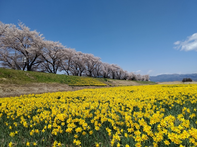 上川河川敷の桜と水仙花畑 春の長野 Emily Diary