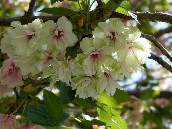 平野神社の遅咲きの桜_b0299042_12364793.jpg